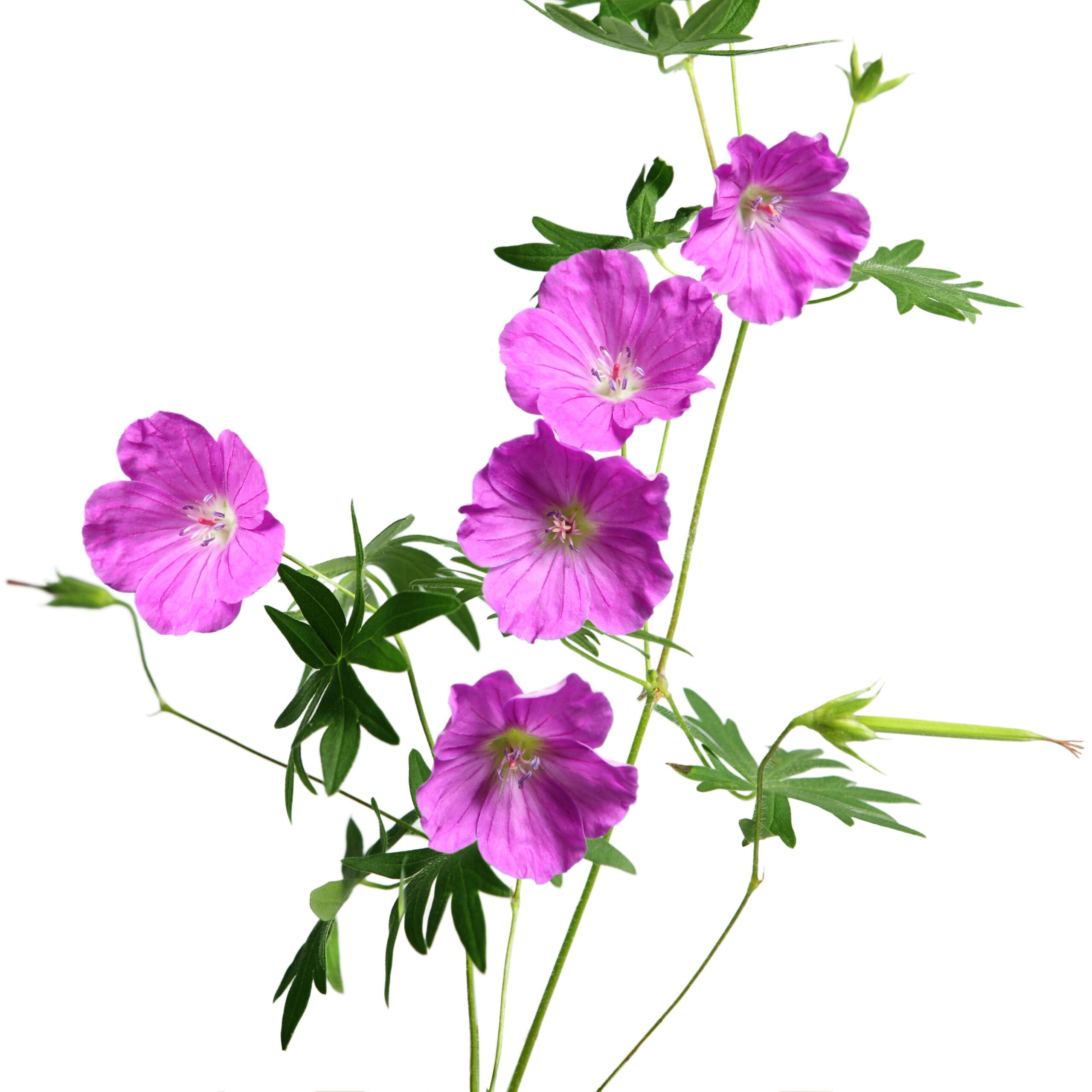 Geranium essential oil 10ml