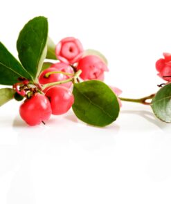 Wintergreen essential oil 10ml